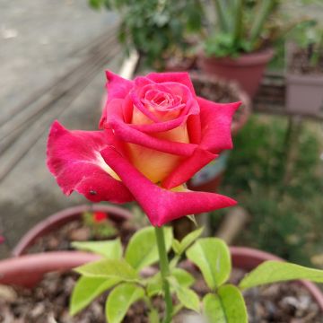Rosa Bicolette - Rose ibrida di tea Rosa Bicolette - Rose ibrida di tea
