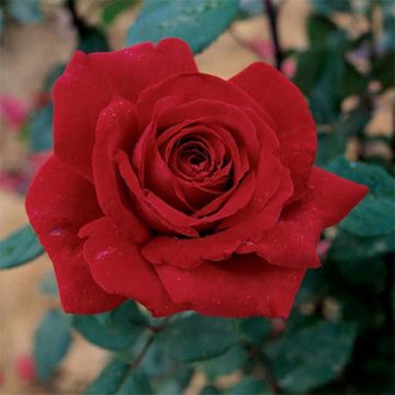 Rosa Botero - Rose ibrida di tea