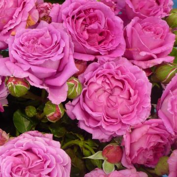 Rosa Claire Marshall