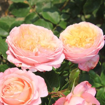 Rosa Domaine de Chantilly - Rose ibrida di tea