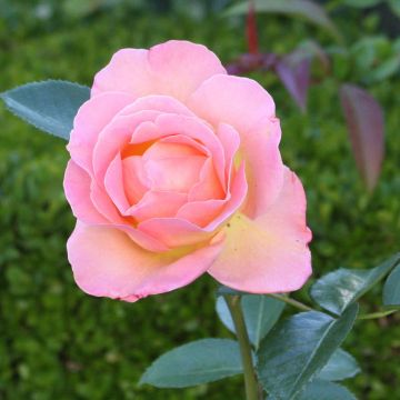 Rosa Elle - Rose ibrida di tea