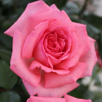 Rosa Fragonard - Rose ibrida di tea
