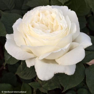 Rosa Jeanne Moreau - Rose ibrida di tea
