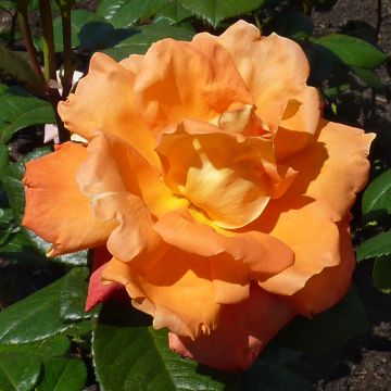 Rosa Louis de Funes