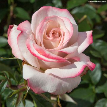Rosa Lyon Lumières - Rose ibrida di tea