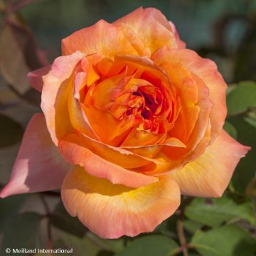 Rosa René Goscinny - Rose ibrida di tea