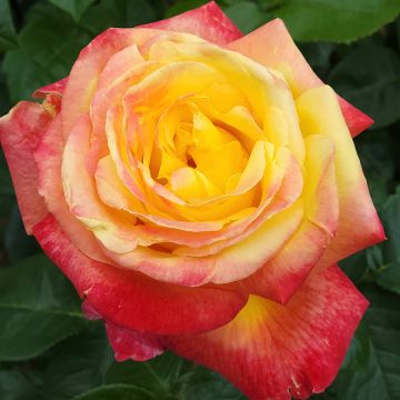 Rosa Rose der Hoffnung - Rose ibrida di tea