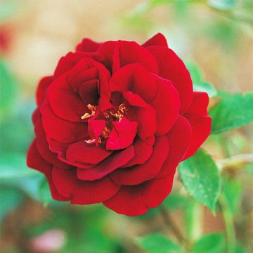 Rosa cinese Louis XIV