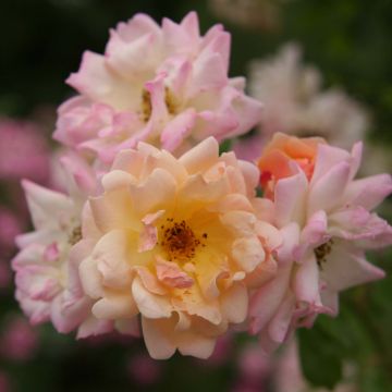 Rosa multiflora Phyllis Bide