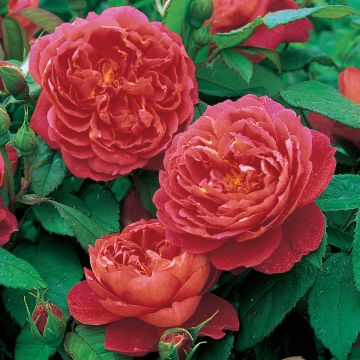 Rosa Benjamin Britten
