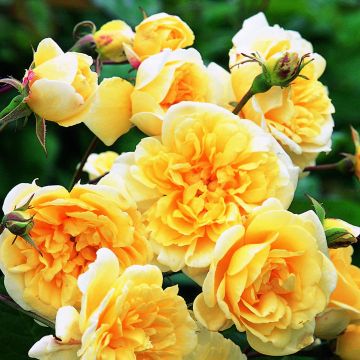 Rosa Malvern Hills