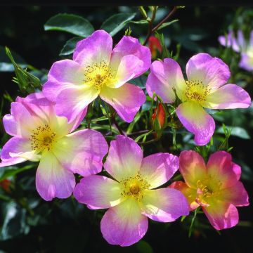 Rosa alba The Alexandra rose - Rosa bianca