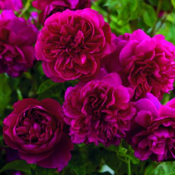 Rosa Thomas à Becket Rosa Thomas à Becket