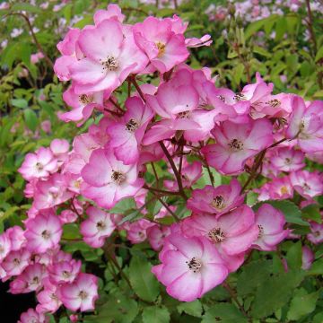Rosa moscata Puccini