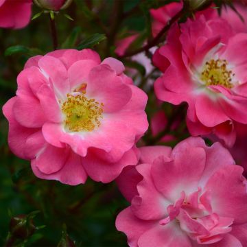 Rosa californica Plena - Rosa botanico