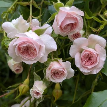 Rosa tappezzante Larissa