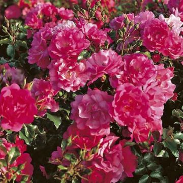 Rosa Heidetraum Plus Rampicante