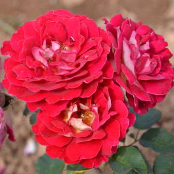 Rosa Generosa Guy Darmet