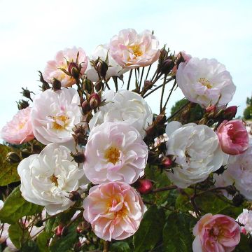Rosa rampicante Dentelle de Malines lenfiro
