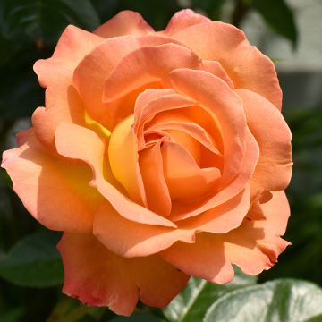 Rosa Disting'O Orange - Rosa rampicante