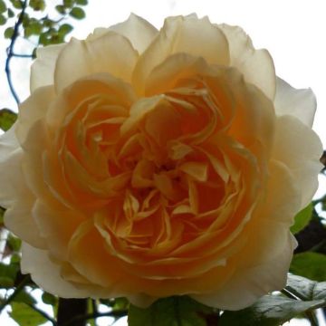 Rosa rampicante Ginger Syllabub