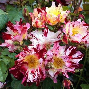 Rosa rampicante Hanabi