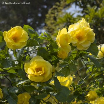Rosa rampicante Happiness