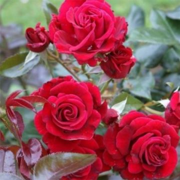 Rosa Red Flame - Rosa rampicante