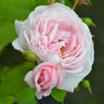 Rosa rampicante Nahéma