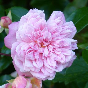 Rosa wichuraiana Paul Transon - Rosa rampicante