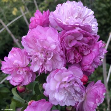 Rosa rampicante Siluetta Lavender