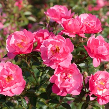 Rosa Street Colors Jolie Provence 'Meilegase'