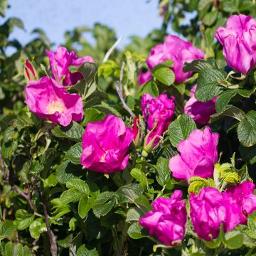 Rosa rugosa