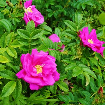 Rosa rugosa Rosa rugosa