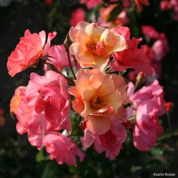 Rosier arbustif Esch-sur-Sûre