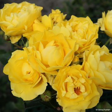 Rosa Floribunda Here Comes the Sun