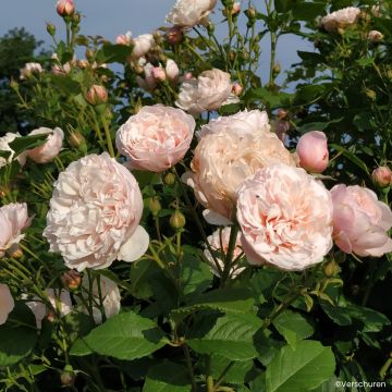 Rosa Divina - Rosa rampicante