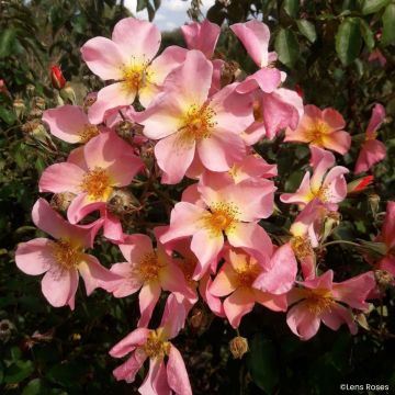 Rosier grimpant Lens Flair