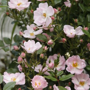 Rosa Sternenhimmel - Rose miniatura