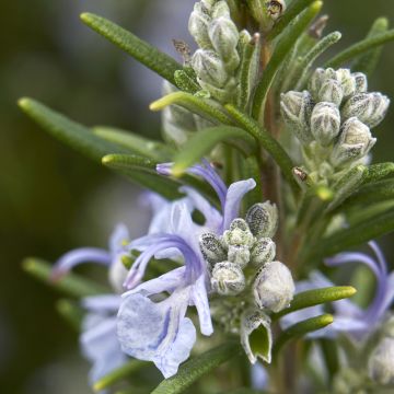Rosmarinus officinalis Miss Jessopps Upright - Rosmarino