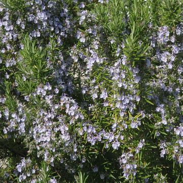 Rosmarinus officinalis Bio (piante) - Rosmarino
