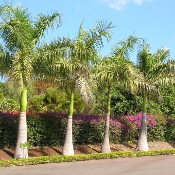 Roystonea regia - Palma Reale Cubana