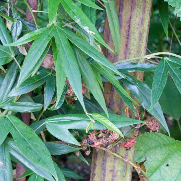 Rubus henryi bambusarum - Rovo ornamentale