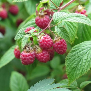Lampone Rustica