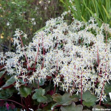 Saxifraga fortunei Rubrifolia - Sassifraga