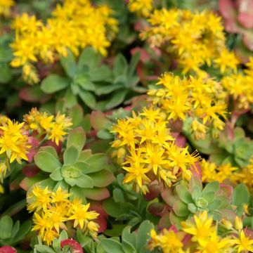 Sedum palmeri - Borracina di Palmer