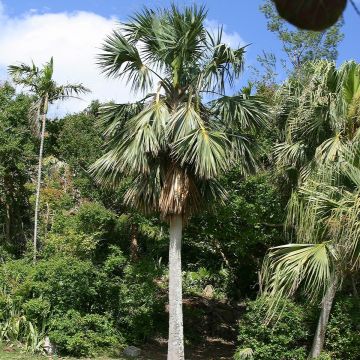 Sabal bermudana - Bermuda palmetto