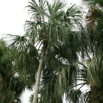 Sabal mauritiiformis
