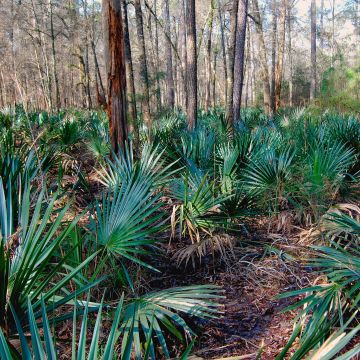 Sabal minor