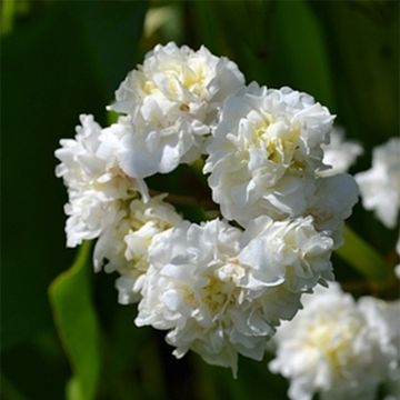 Sagittaria sagittifolia Flore Pleno - Sagittaria comune